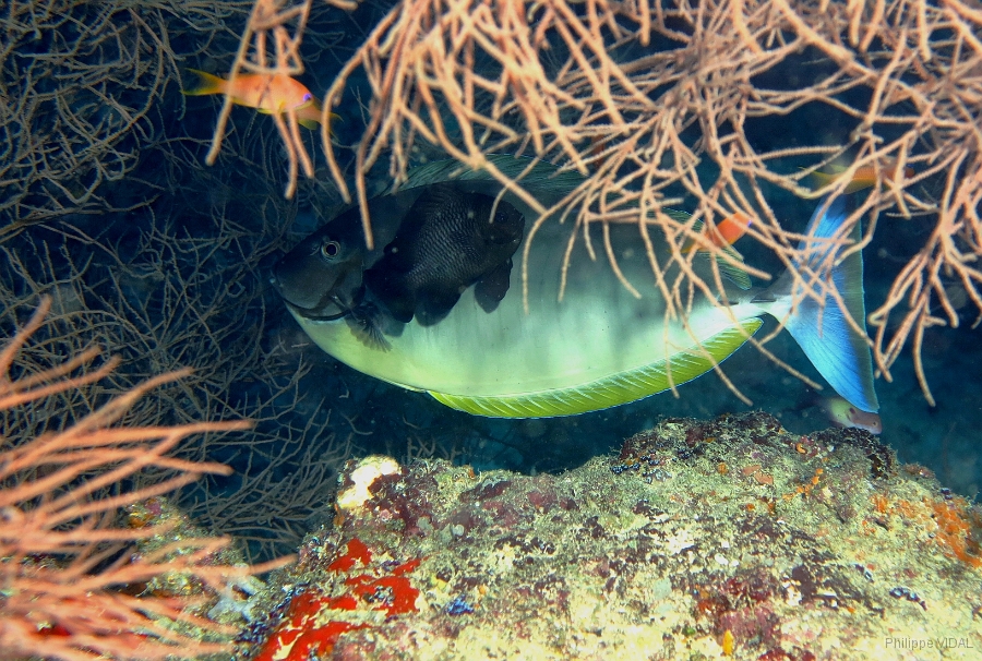 IMG_0247rc_Maldives_Madoogali_Nason a langue noire-Naso Hexacanthus.jpg